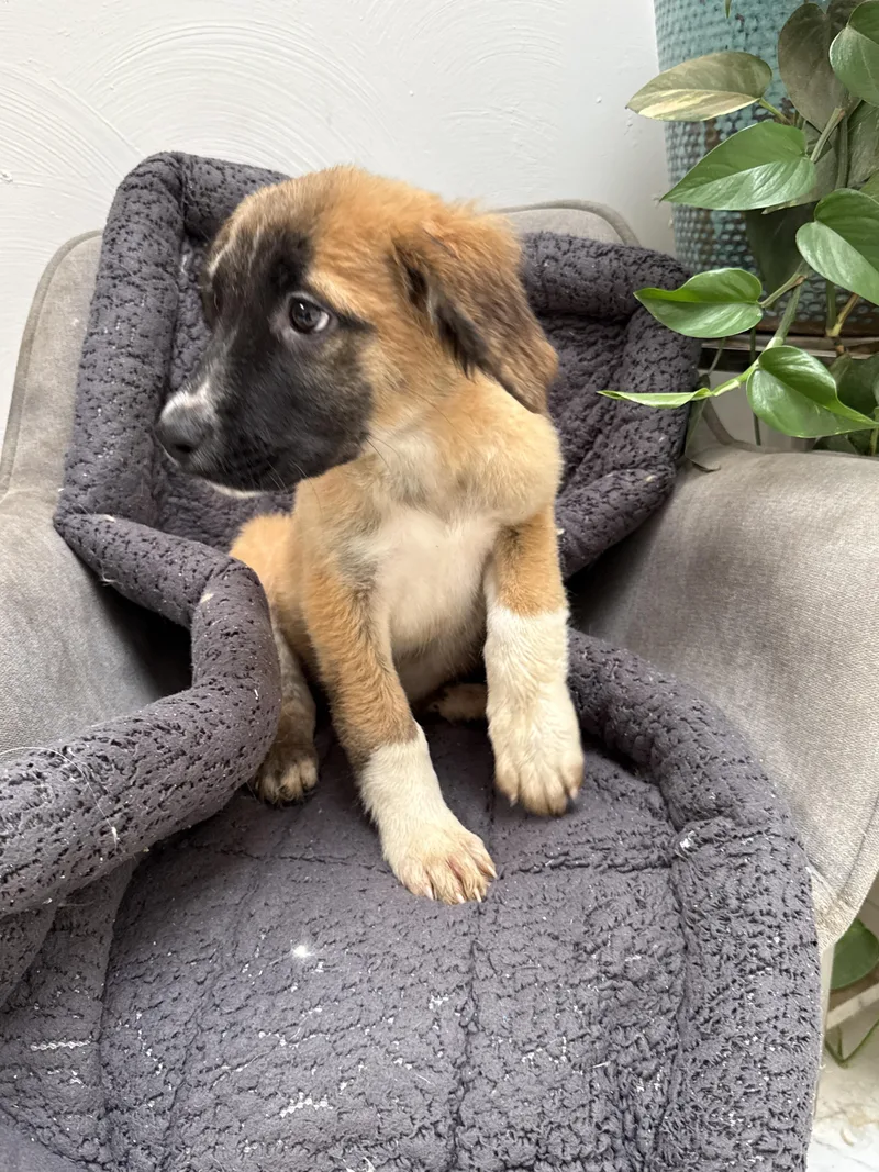 Christopher Robin thumbnail 2