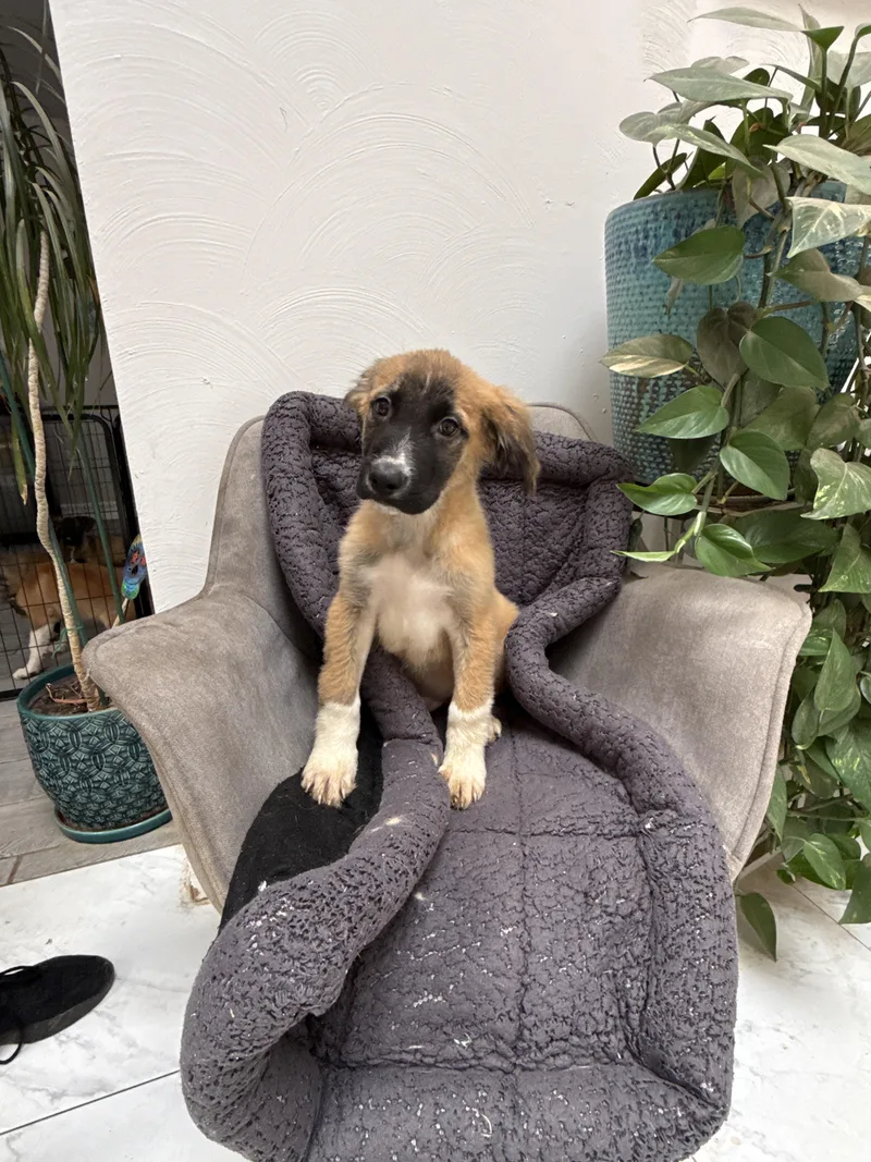 Christopher Robin thumbnail 3