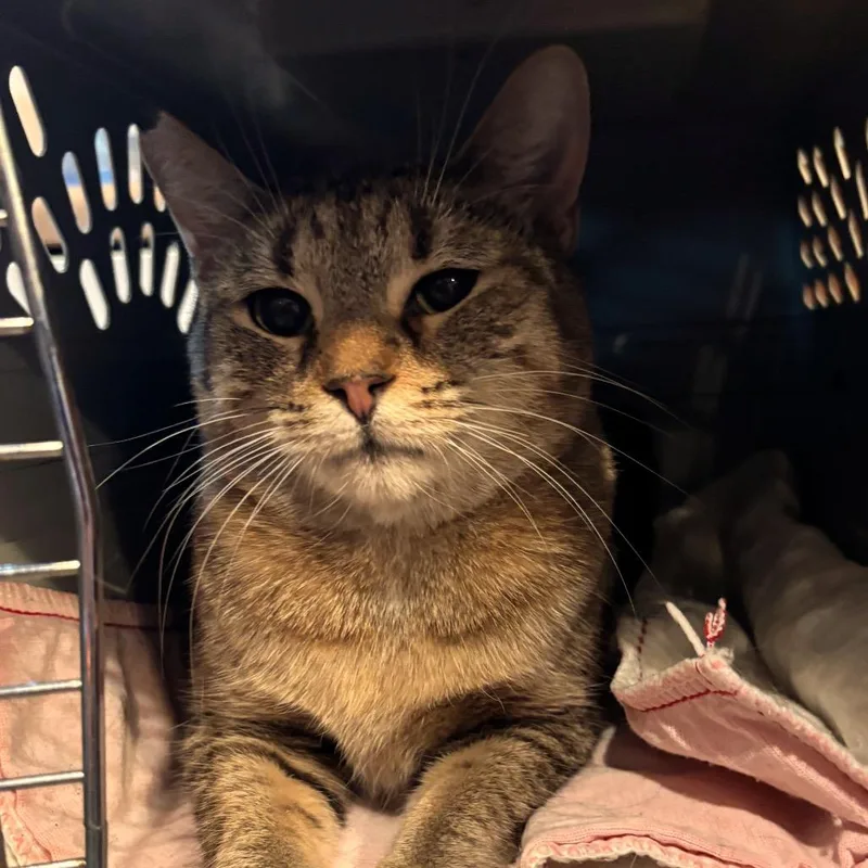 Mirabella thumbnail 2