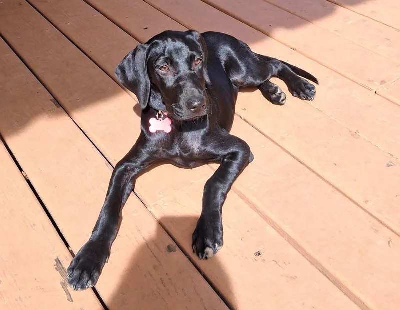 A young medium-sized female Black Labrador Retriever dog named Sierra for adoption in Southampton, PA