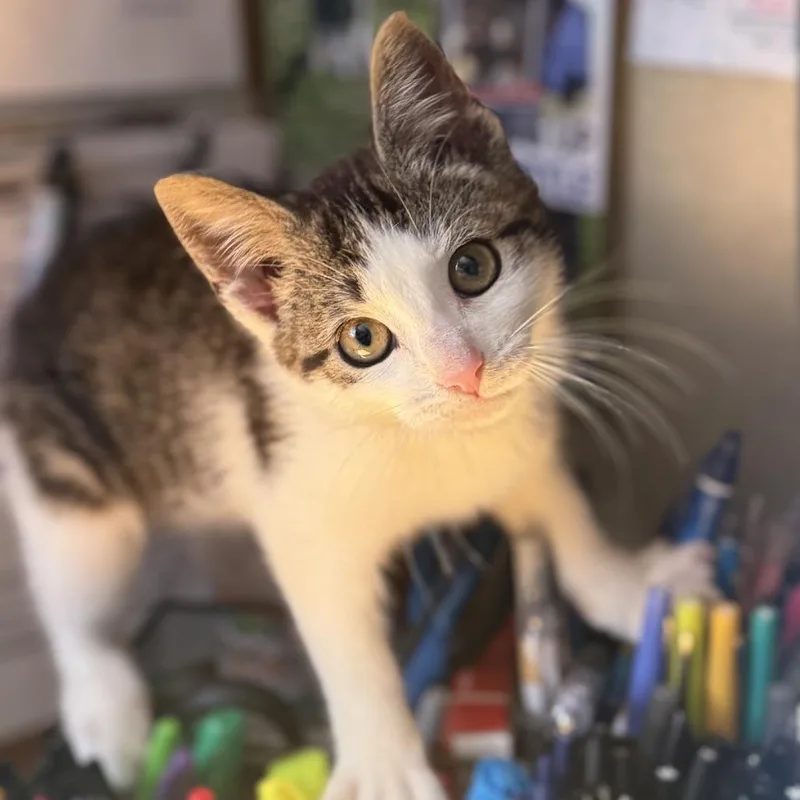 A baby small-sized male White Domestic Short Hair cat named Bernie for adoption in Pasadena , MD