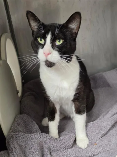 An adult large-sized male Domestic Short Hair cat named Gilbert Grape for adoption in Woodland, CA