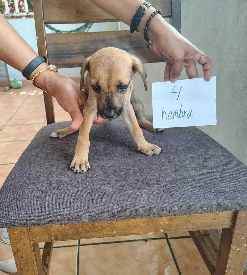 A baby small-sized female Brown / Chocolate Labrador Retriever dog named Eva for adoption in Naranjito, PR