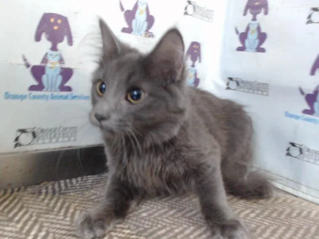 A young small-sized female Domestic Long Hair cat named Shadow for adoption in Orlando, FL