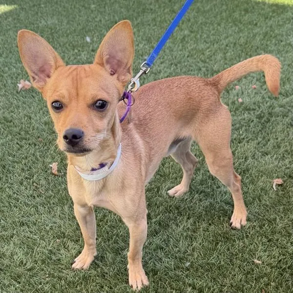 An adult small-sized male Chihuahua dog named Perry for adoption in Walnut Creek, CA