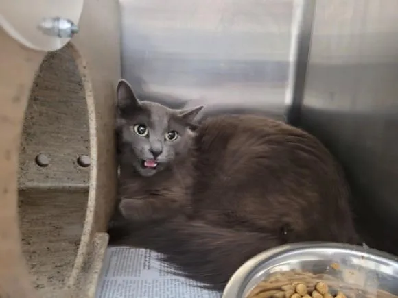 An adult medium-sized female Domestic Medium Hair cat named Jj for adoption in Los Angeles, CA