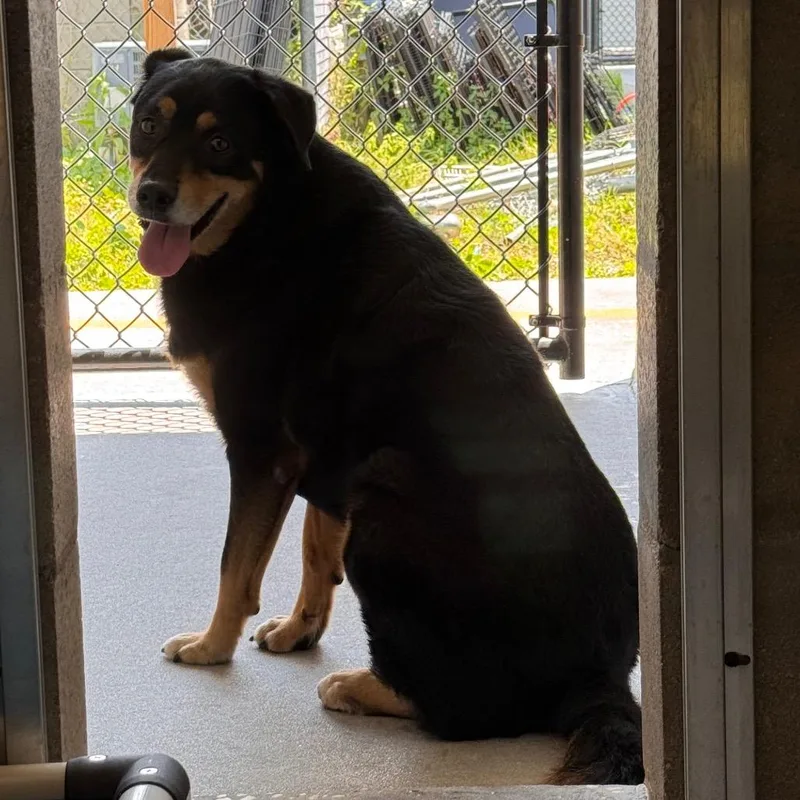 An adult medium-sized female Black Collie dog named Sophie for adoption in Clearwater, FL