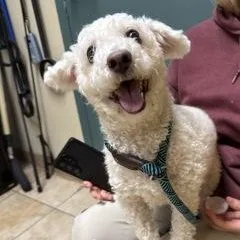 An adult small-sized male Miniature Poodle dog named Buddy for adoption in Saint Helens, OR