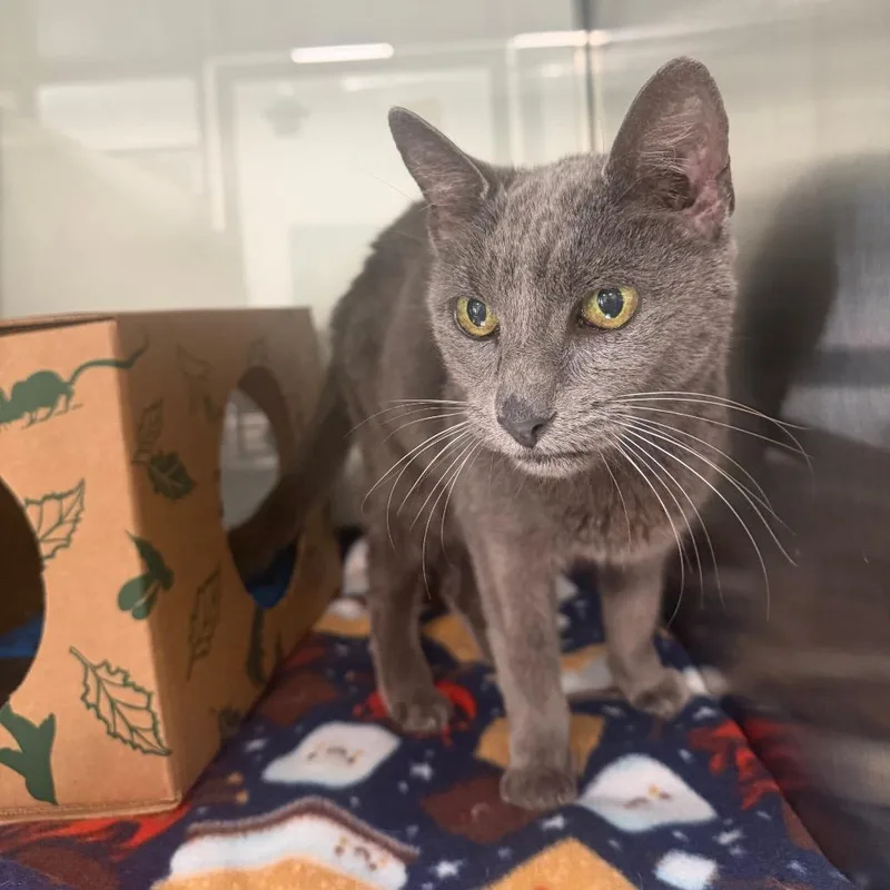 A senior medium-sized female Gray / Blue / Silver Domestic Short Hair cat named Kaukini for adoption in Reno, NV