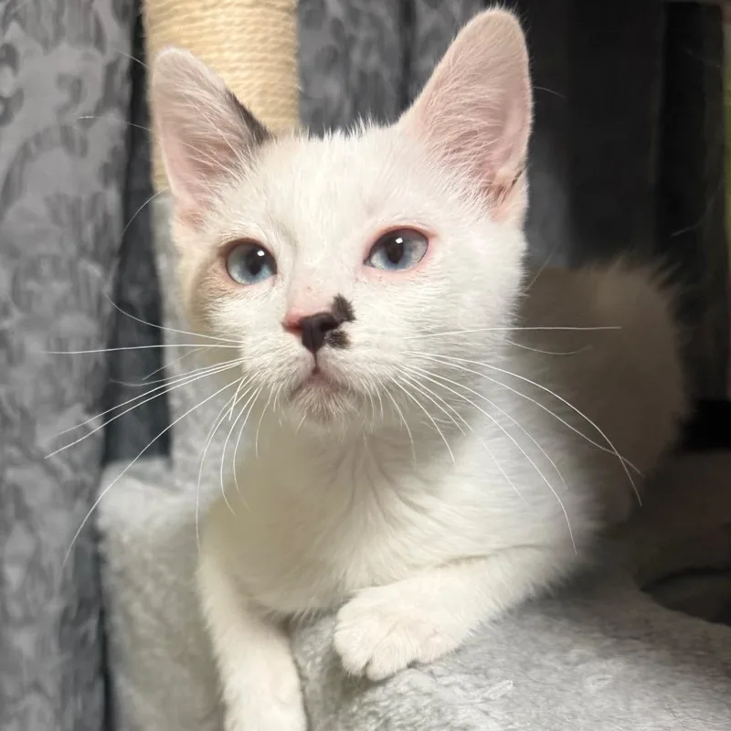 A baby small-sized female Calico Domestic Short Hair cat named Pearl for adoption in Grantsville, UT