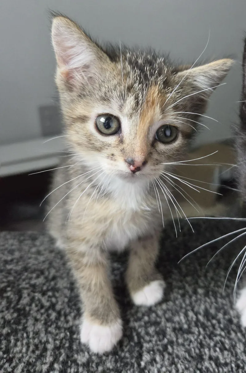 A young small-sized female Calico Domestic Short Hair cat named Naan for adoption in Webster City, IA