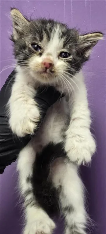 A baby small-sized male White Domestic Short Hair cat named 61606754 for adoption in El Paso, TX