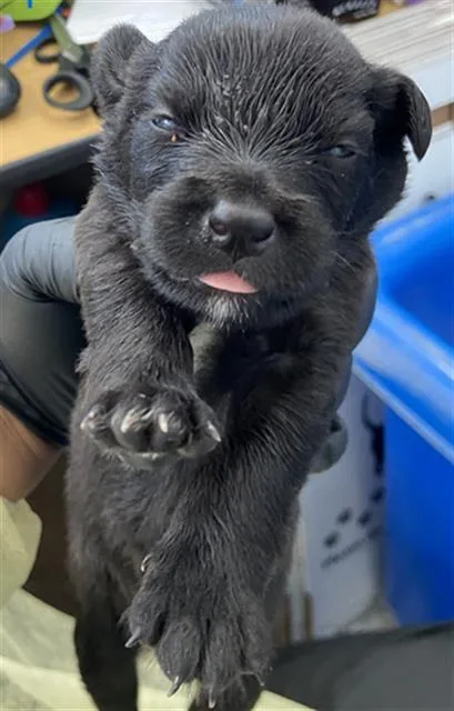 A baby large-sized male Mixed Breed dog named Azul for adoption in Dallas, TX