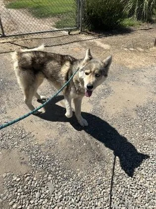 Lobo