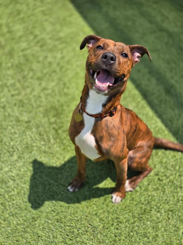 A young medium-sized female Mixed Breed dog named Roxy for adoption in Detroit, MI