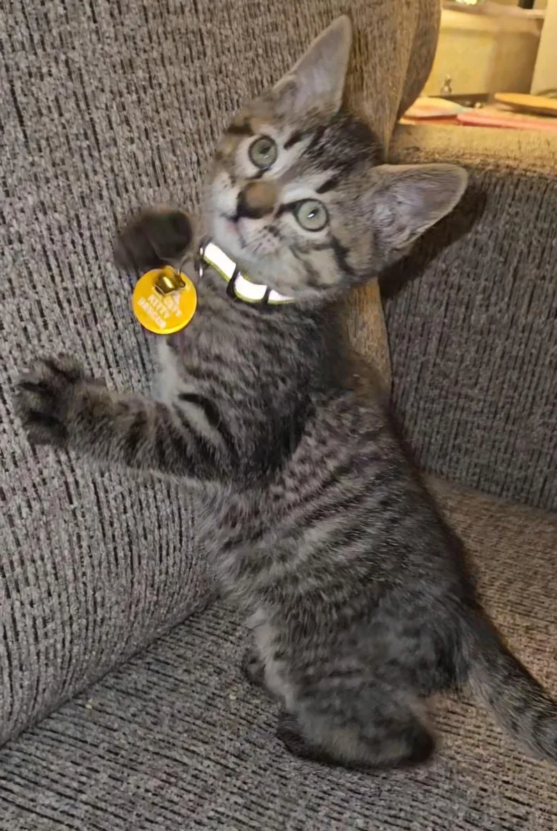 A baby medium-sized male Tabby (Buff / Tan / Fawn) Tabby cat named Michelangelo for adoption in Pasco, WA