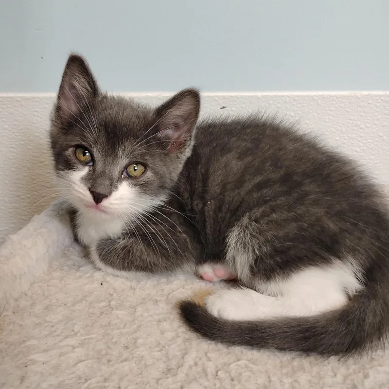 A baby small-sized male Gray / Blue / Silver Domestic Short Hair cat named Randy Orton for adoption in Winchester, TN