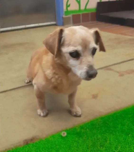 A senior small-sized male Dachshund dog named Earl for adoption in Castaic, CA
