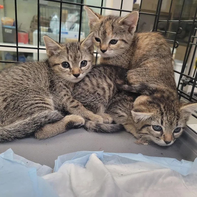 A baby small-sized female Torbie Domestic Short Hair cat named Verstappen for adoption in Westminster, CA
