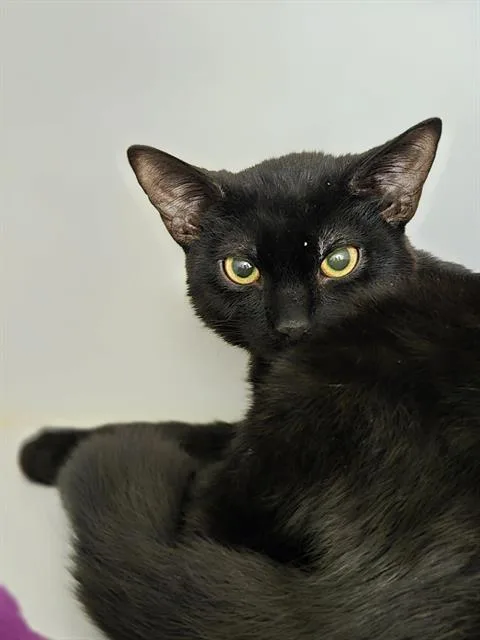A baby medium-sized female Domestic Short Hair cat named Montenegro for adoption in Kent, WA