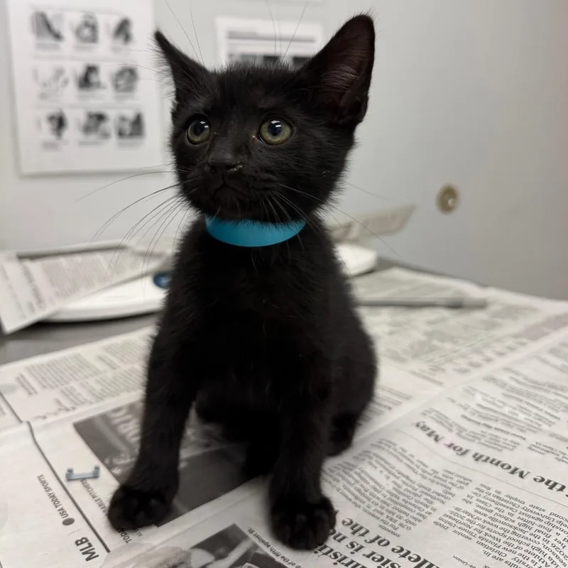 A baby small-sized male Black Domestic Short Hair cat named Potatoes for adoption in Jacksonville, FL