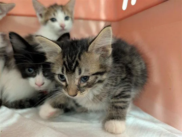A baby small-sized male Brown / Chocolate Domestic Short Hair cat named Bandit for adoption in Tavares, FL