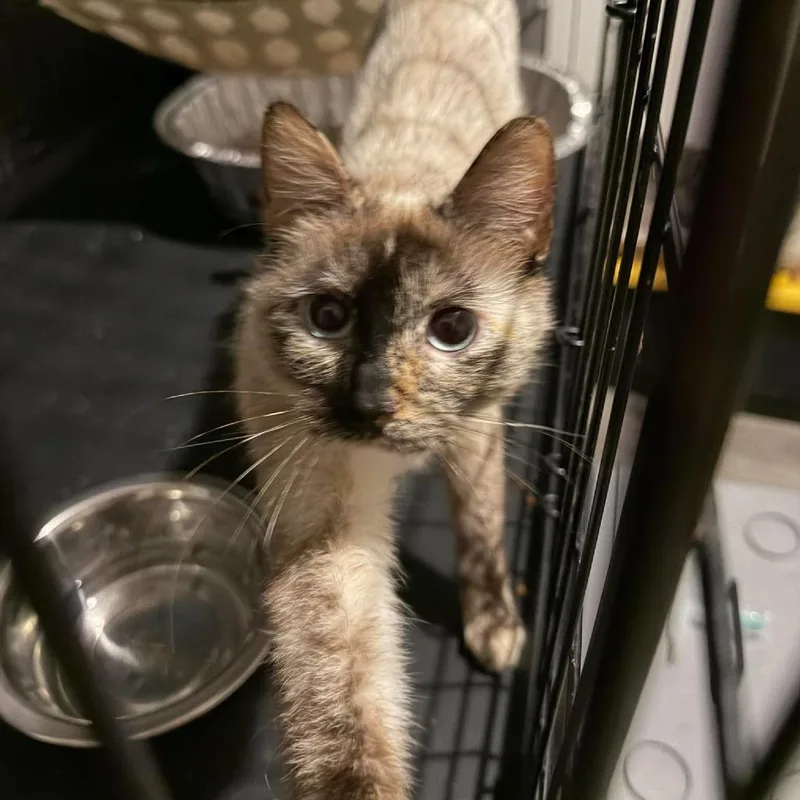 A young small-sized female Tortoiseshell Siamese cat named Meeka Hughes for adoption in Eagle Mountain, UT