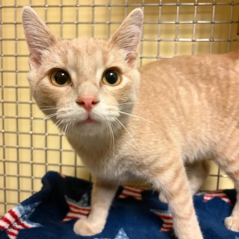 A baby small-sized male Buff / Tan / Fawn Domestic Short Hair cat named Murph for adoption in Waukesha, WI