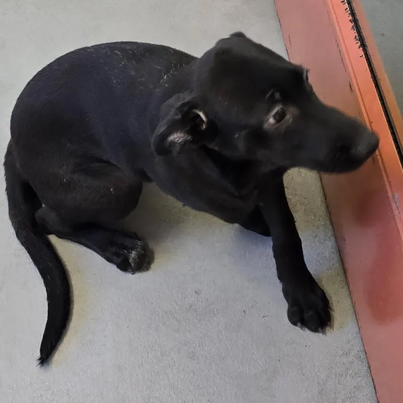 A young large-sized female Black Labrador Retriever dog named Nora for adoption in Glasgow, KY