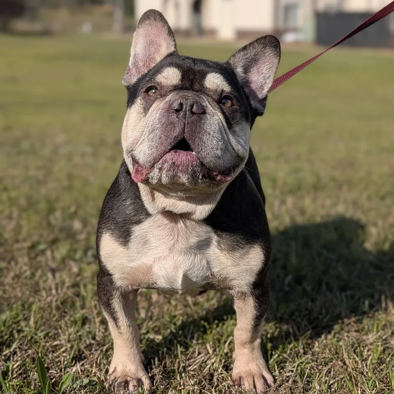 An adult medium-sized male French Bulldog dog named Dubois for adoption in Tyrone, GA