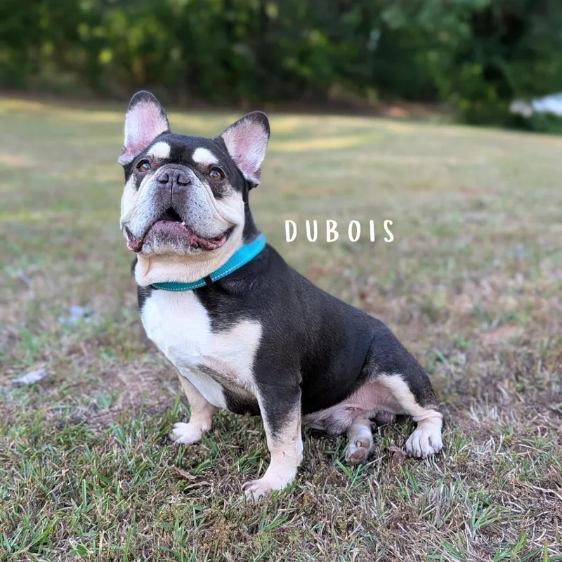 Dubois thumbnail 2