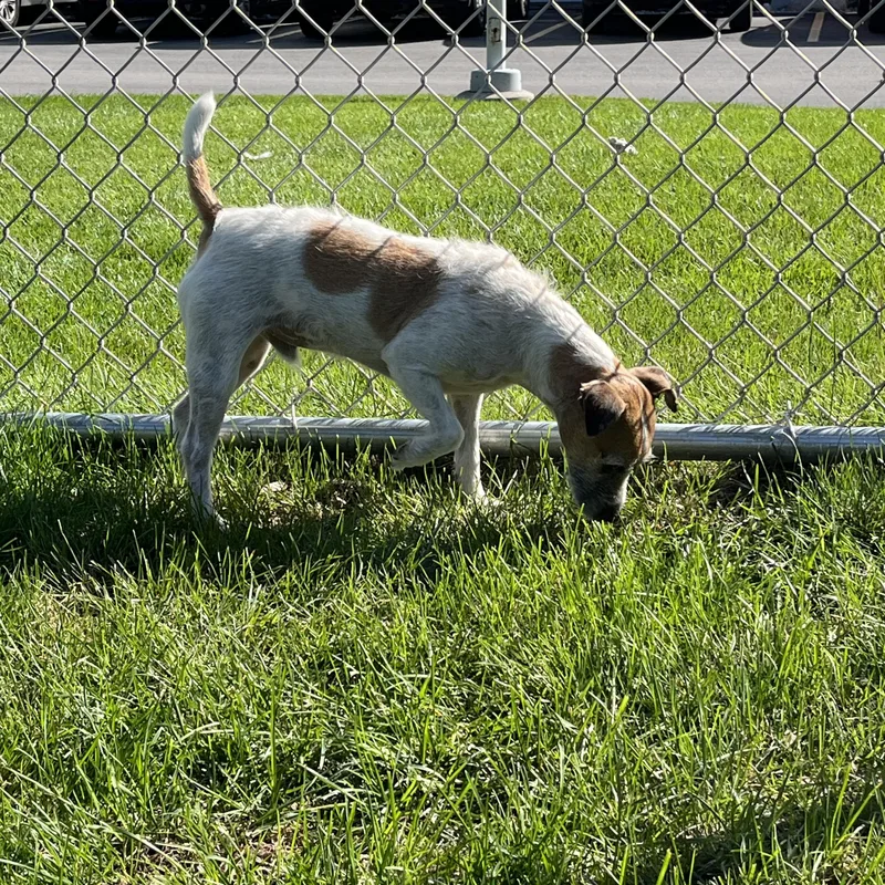 An adult small-sized male Jack Russell Terrier dog named Russell for adoption in Mount Pleasant, MI