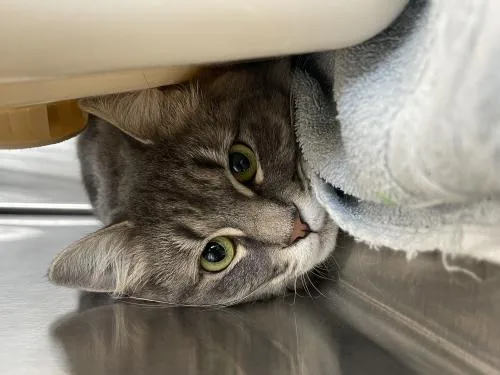 An adult medium-sized female Gray / Blue / Silver Domestic Long Hair cat named Penne for adoption in Webster, MA