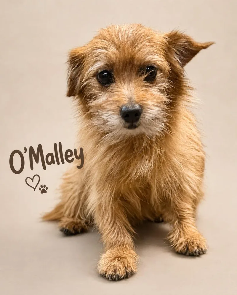 O'Malley
