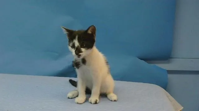 A baby small-sized female Domestic Medium Hair cat named Peppa for adoption in Gardena, CA