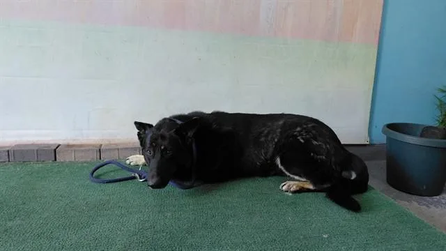 An adult large-sized male German Shepherd Dog dog named Jerry for adoption in Baldwin Park, CA