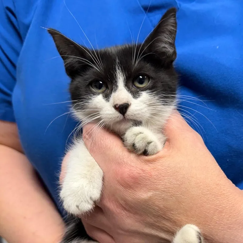 A baby small-sized female Domestic Short Hair cat named Carrie for adoption in Ewing, NJ