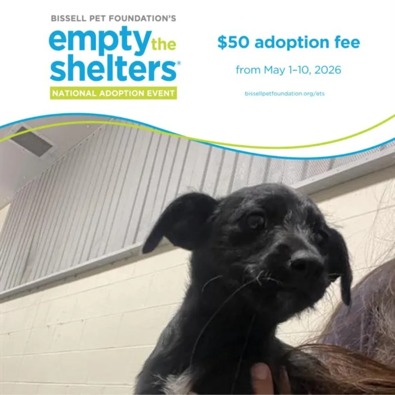 A baby small-sized male Doberman Pinscher dog named Lemmy for adoption in Santa Cruz, CA