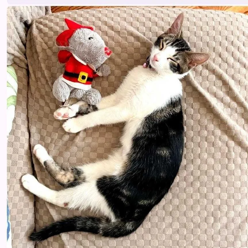 A young small-sized female Buff / Tan / Fawn Domestic Short Hair cat named Jupiter for adoption in Howard beach, NY
