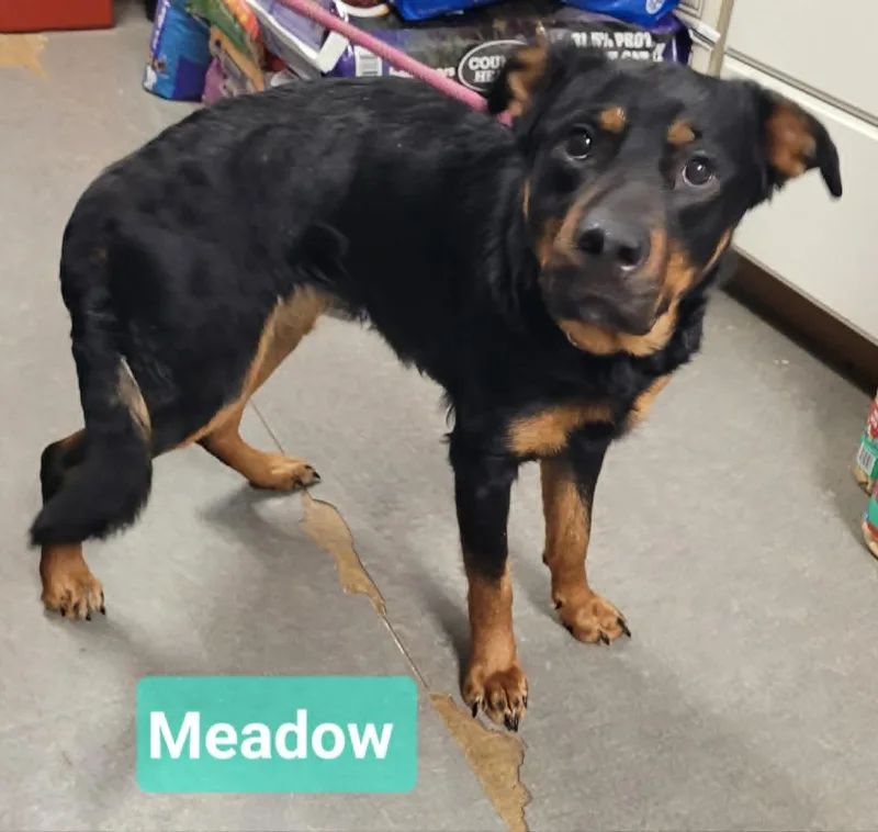A young large-sized female Rottweiler dog named Meadow for adoption in Richmond, IN