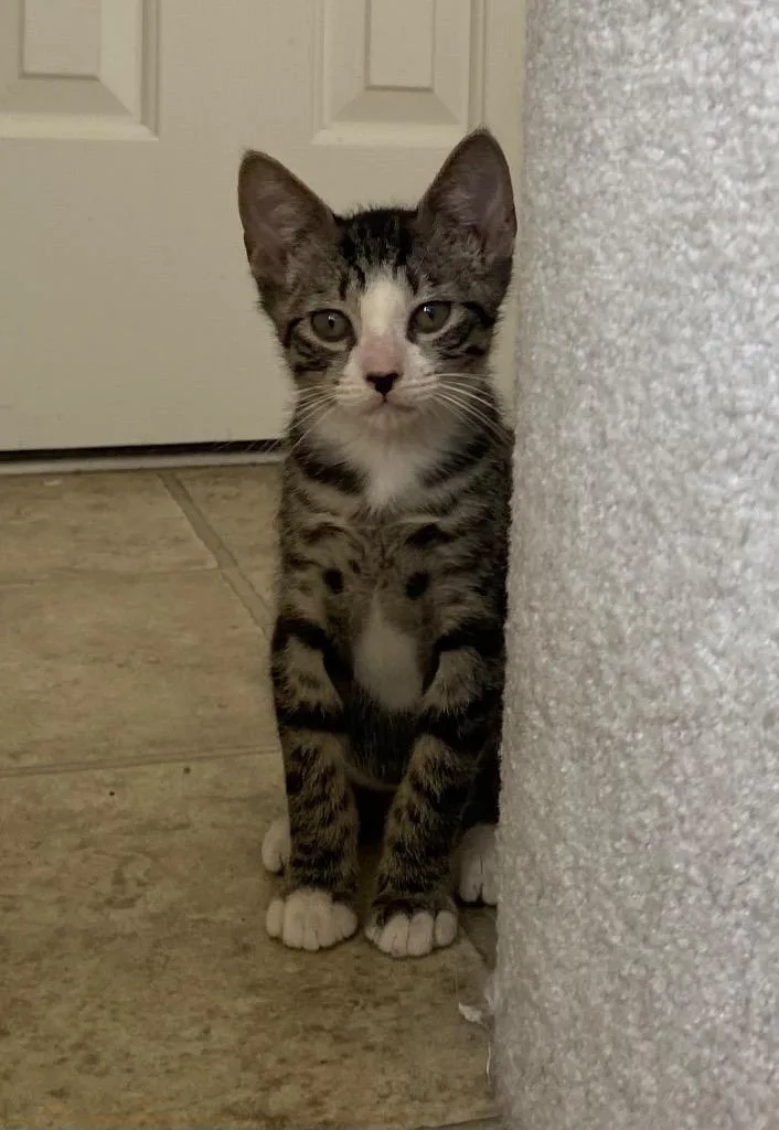 A baby medium-sized male Domestic Short Hair cat named Rocket for adoption in Cumming, GA