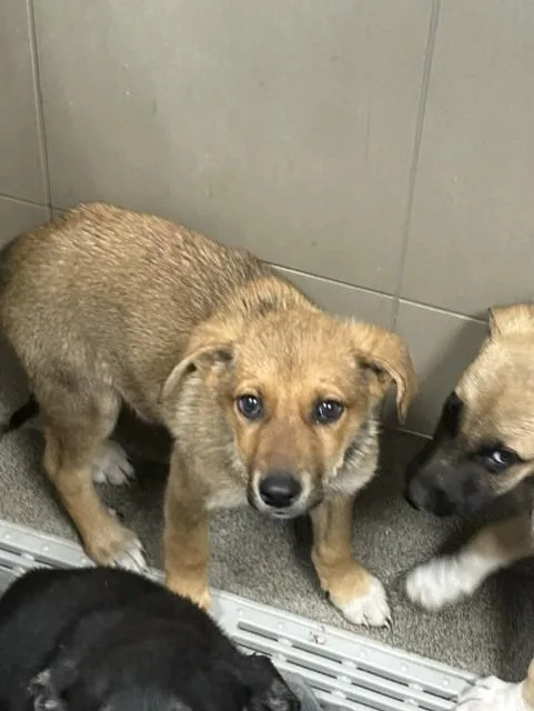A baby small-sized female Mixed Breed dog named Cayenne for adoption in Rome, GA