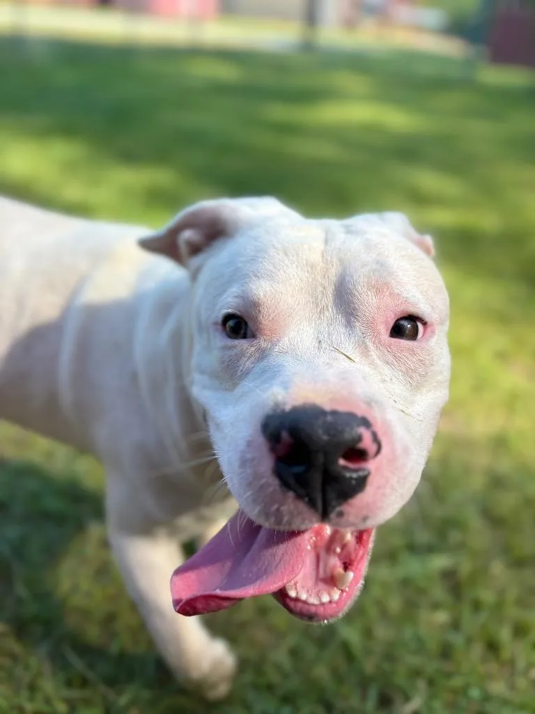An adult medium-sized male White / Cream Mixed Breed dog named Coconut for adoption in Winnsboro, SC