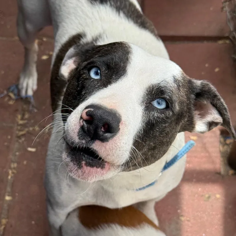 An adult medium-sized female White / Cream Mixed Breed dog named Karlamom for adoption in QUINCY, FL