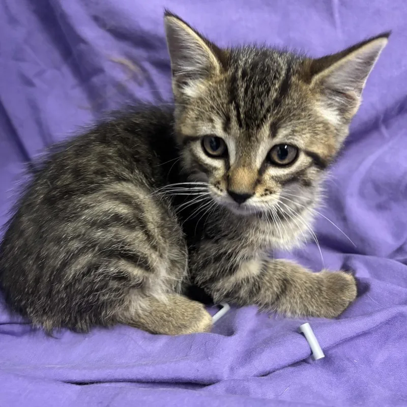 A baby small-sized male Brown / Chocolate Domestic Short Hair cat named Temescal for adoption in Point Richmond, CA