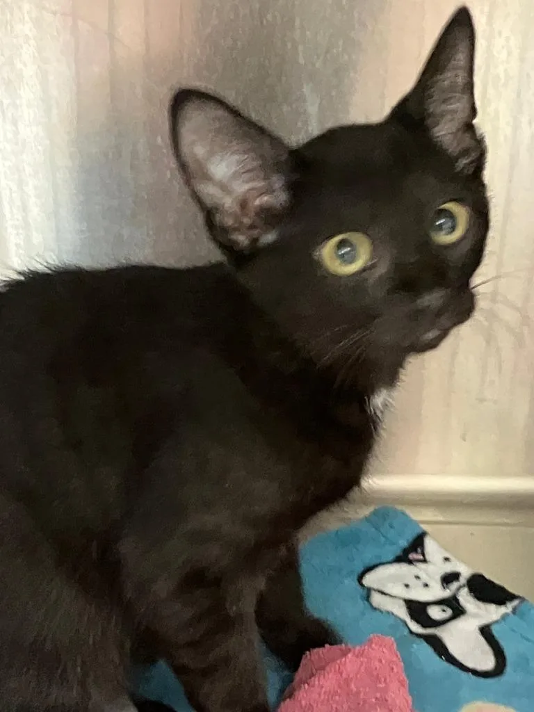 A baby small-sized male Domestic Short Hair cat named Miney for adoption in Lunenburg, MA