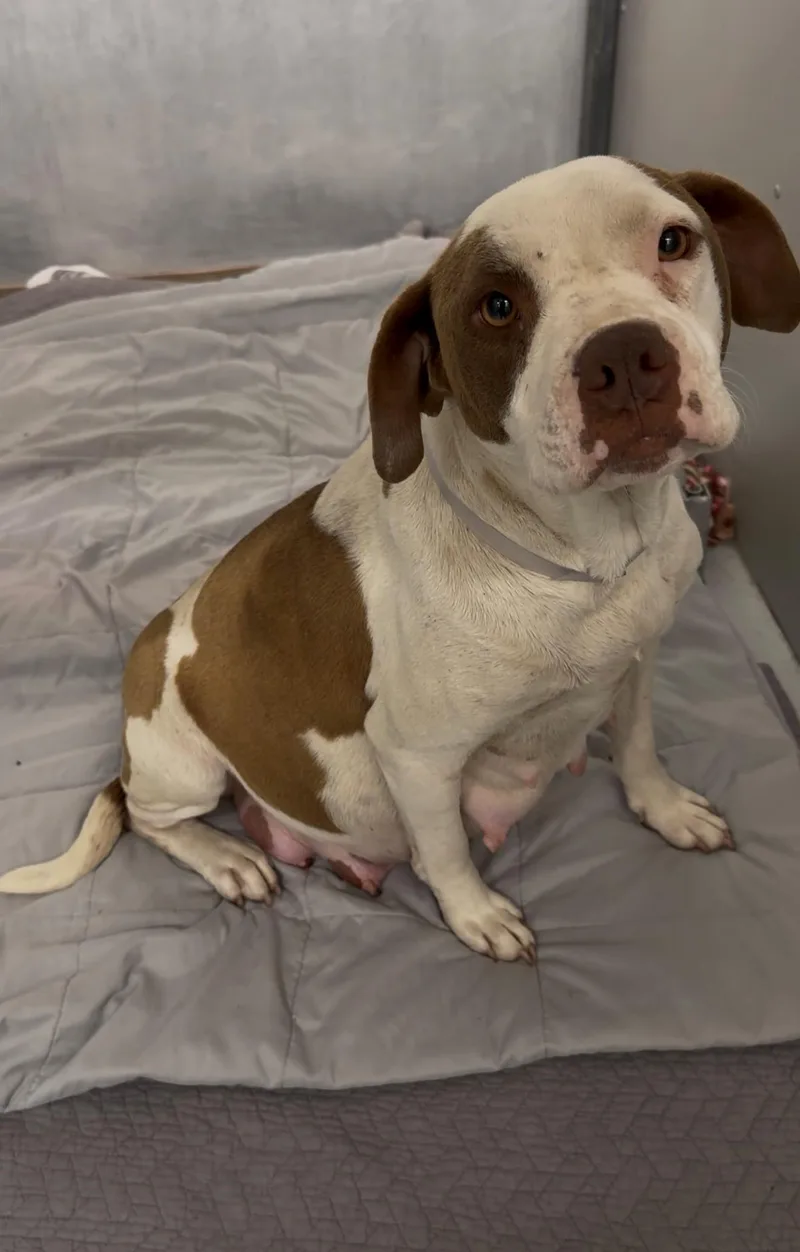 A young medium-sized female Pit Bull Terrier dog named Zinnia for adoption in Conroe, TX