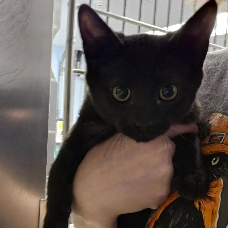 A baby small-sized female Black Domestic Short Hair cat named Chrysanthumum for adoption in Martinsville, VA