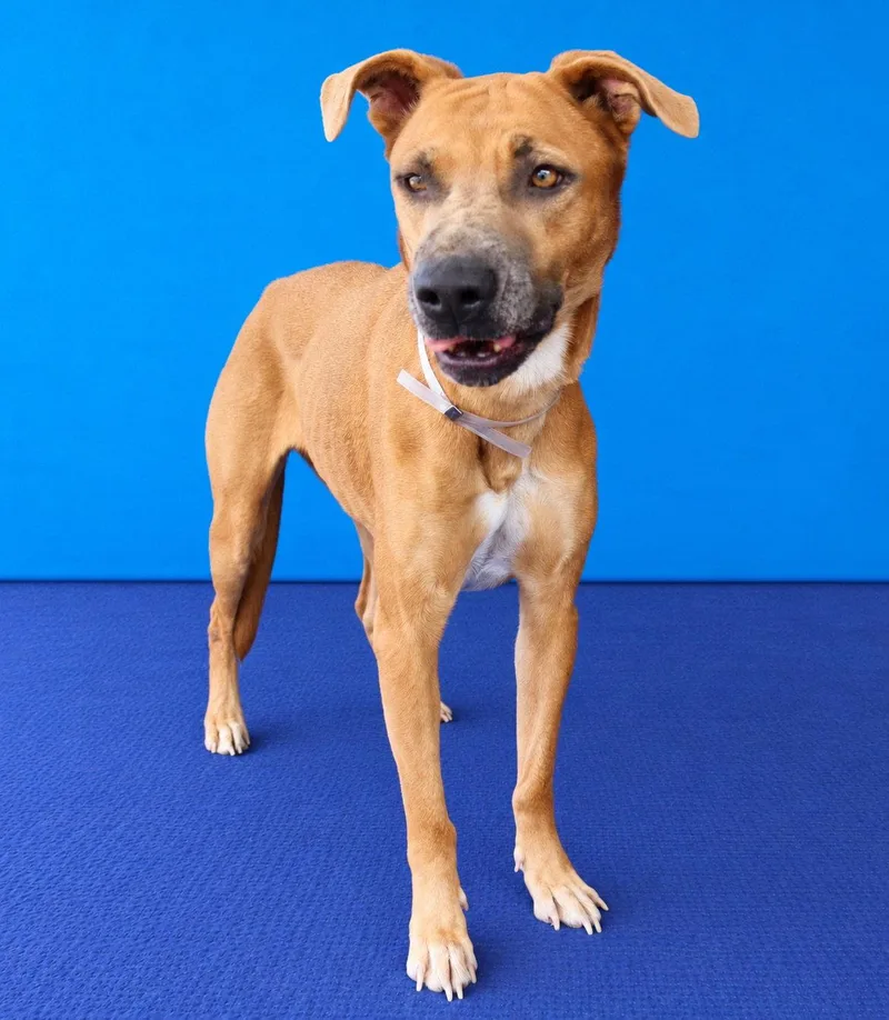 An adult medium-sized female Boxer dog named Tyra for adoption in Pasadena, CA