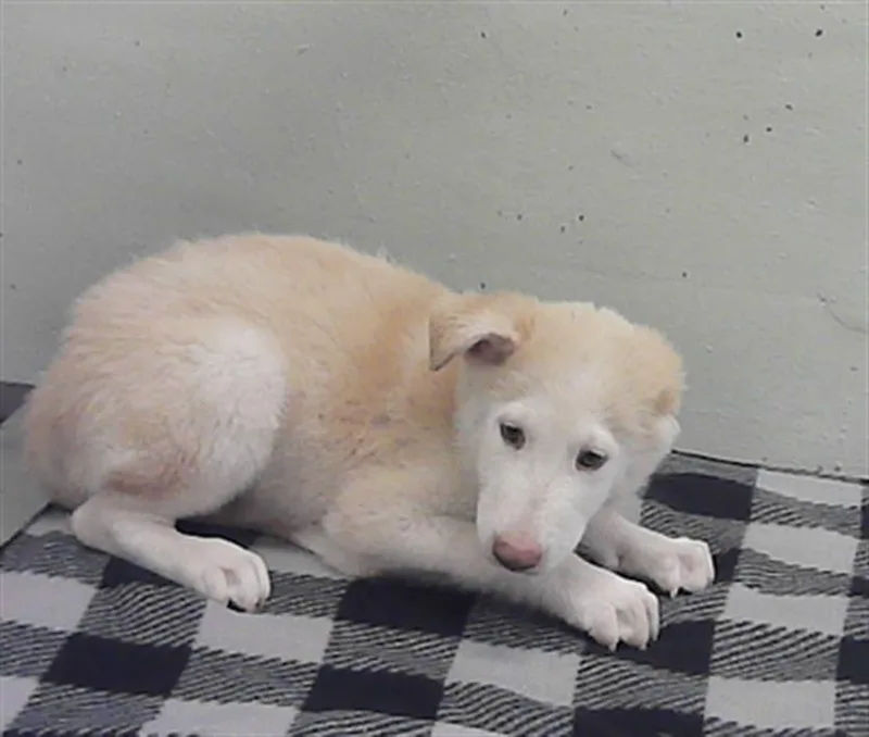 A baby small-sized male Great Pyrenees dog named Stark for adoption in Houston, TX